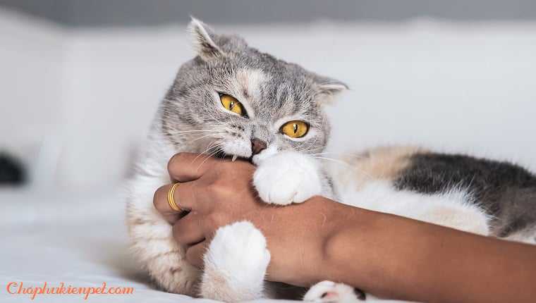 Mèo cắn vào tay trong giấc mơ