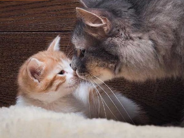 Mơ thấy con mèo đánh số gì dễ trúng