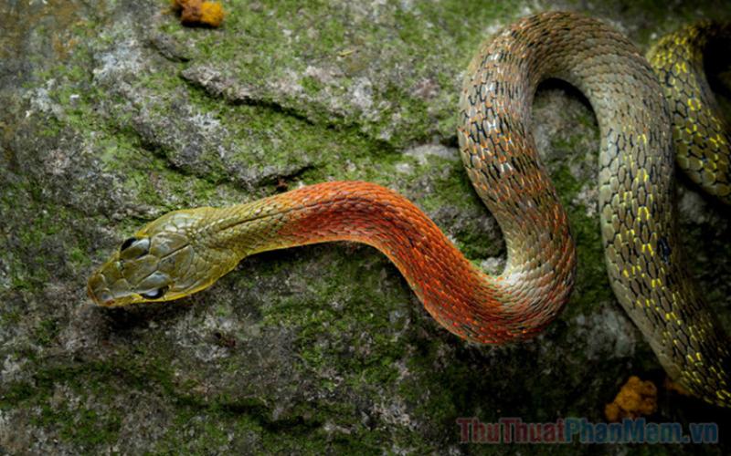 Rắn cắn vào tay trong giấc mơ