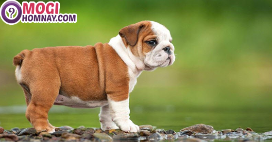 Chó xuất hiện trong giấc mơ mang ý nghĩa đặc biệt
