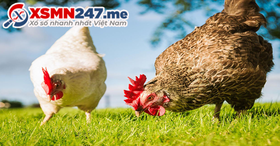 Mơ thấy hai con gà nên đánh đề số gì