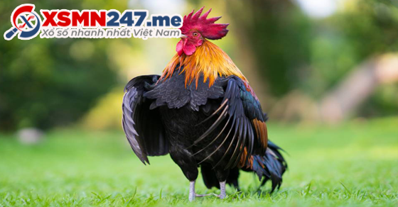 Mơ thấy trứng gà đánh đề số mấy chuẩn nhất