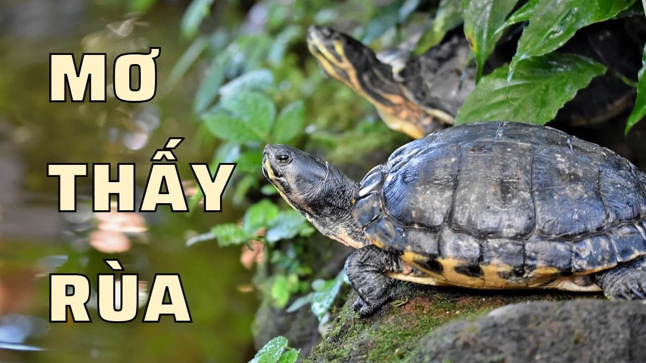Rùa xuất hiện trong giấc mơ đánh đề số mấy