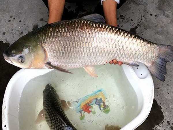 Người đang bắt cá dưới ao trong giấc mơ