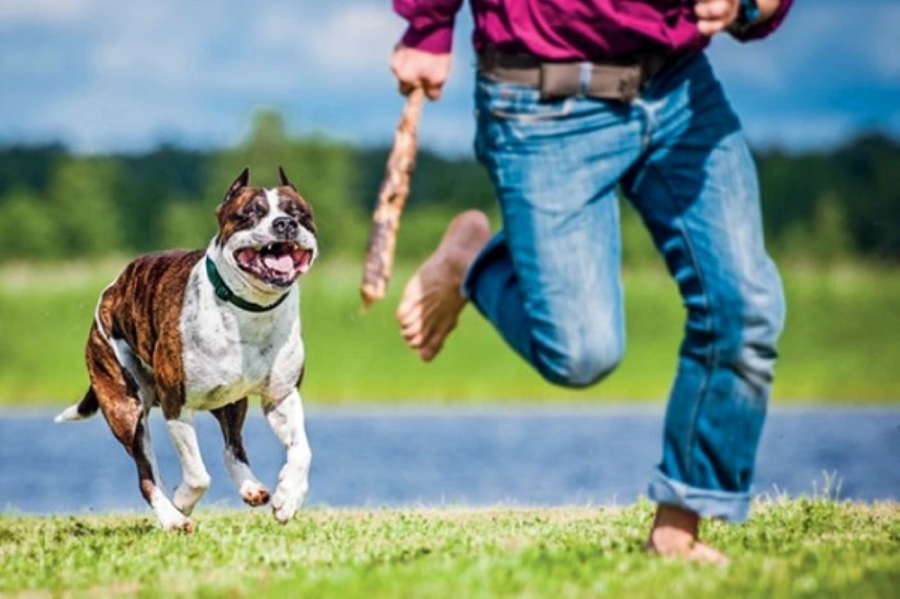 Chó cắn trong giấc mơ và ý nghĩa của nó
