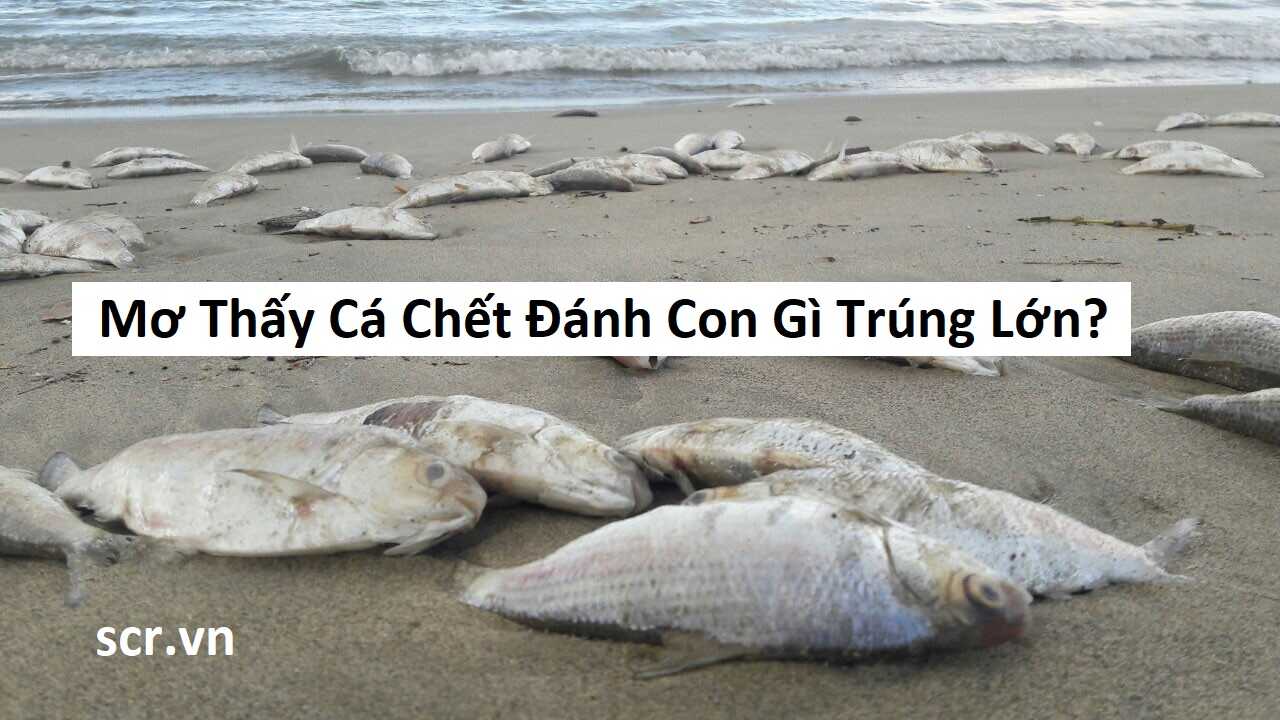 Cá bơi dưới nước trong giấc mơ đánh đề số mấy