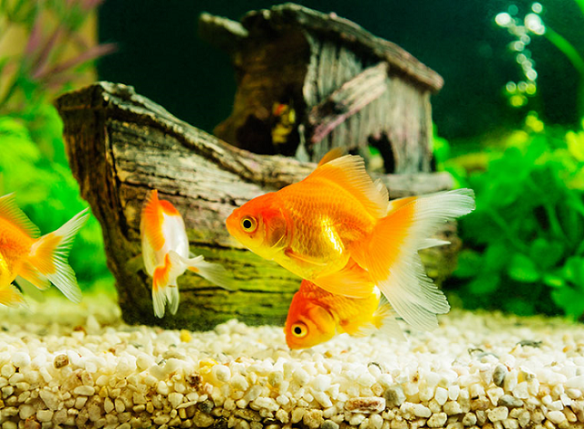 Mơ thấy nhiều cá nên đánh đề số nào
