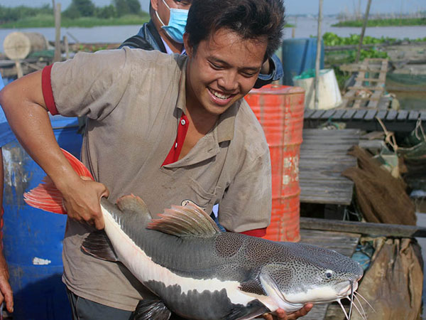 Cá trê và ý nghĩa số đề khi mơ thấy cá trê