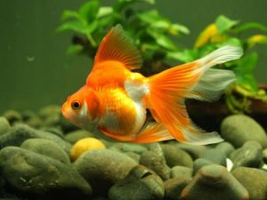 Cá chép vàng trong giấc mơ và con số may mắn