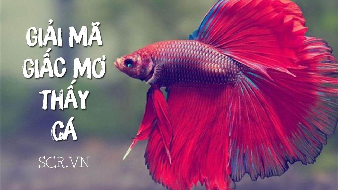 Người nằm mơ thấy cá và con số may mắn đánh đề