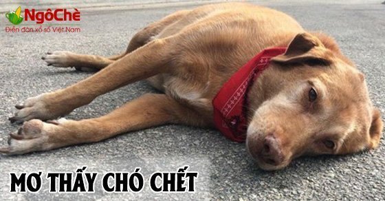 Chó chết trong giấc mơ ý nghĩa gì