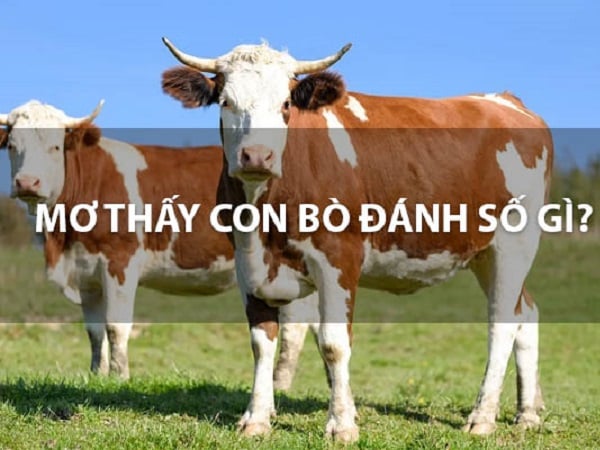 Bò xuất hiện trong giấc mơ ý nghĩa gì