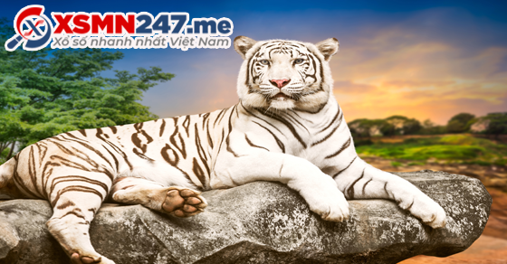 Hổ đuổi trong giấc mơ đánh đề số gì