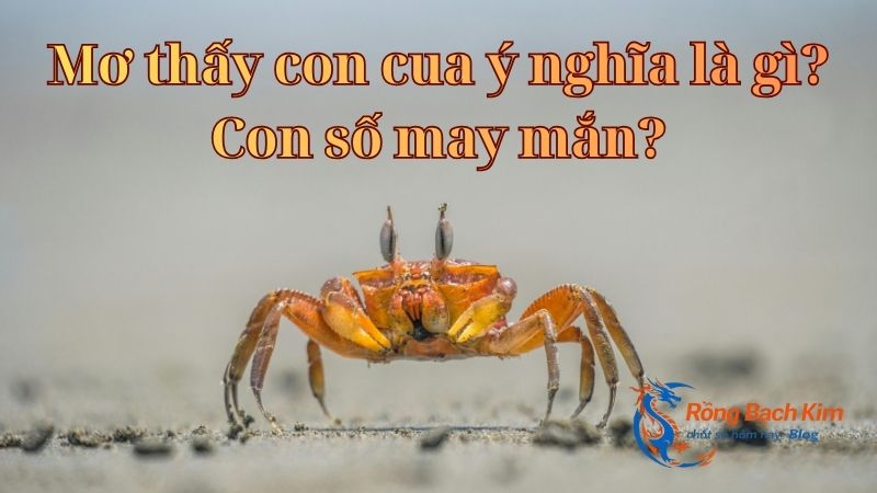 Con cua và ý nghĩa giấc mơ đánh đề
