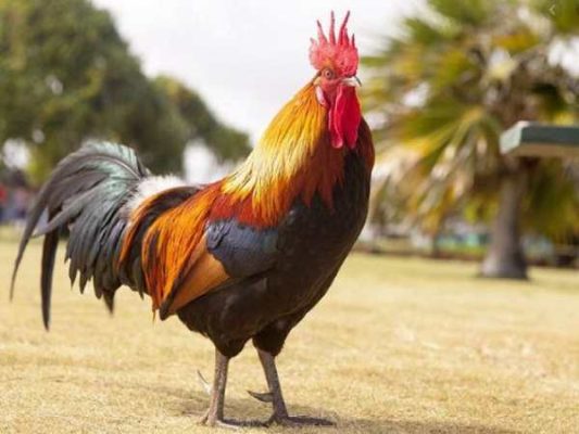 Gà con dễ thương trong giấc mơ và ý nghĩa con số