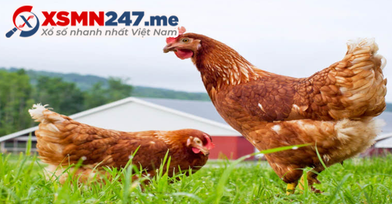 Đàn gà con trong giấc mơ và con số may mắn
