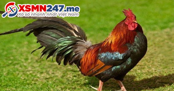 Đàn gà trong giấc mơ và các con số đề liên quan
