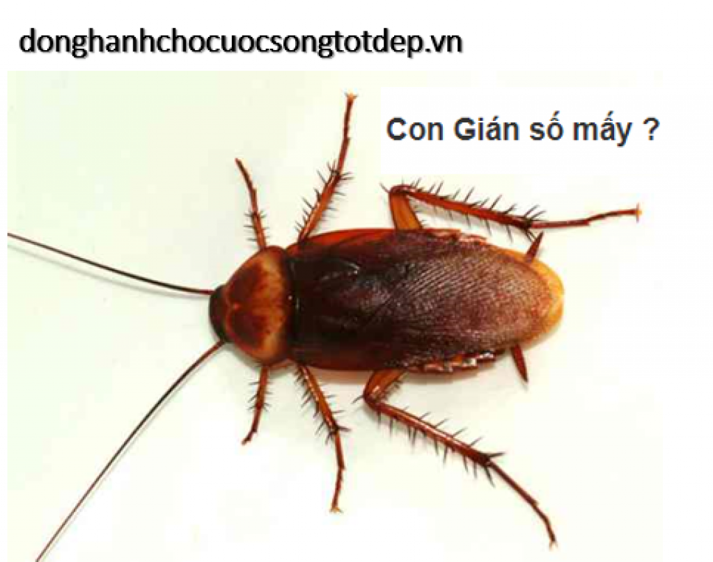 Giải mã giấc mơ thấy gián đánh đề con gì