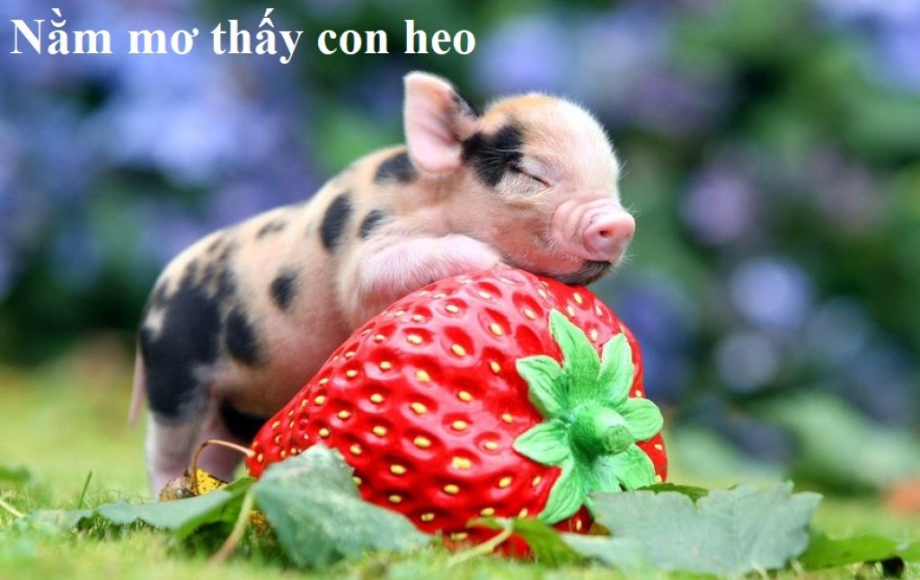 Heo xuất hiện trong giấc mơ và con số may mắn