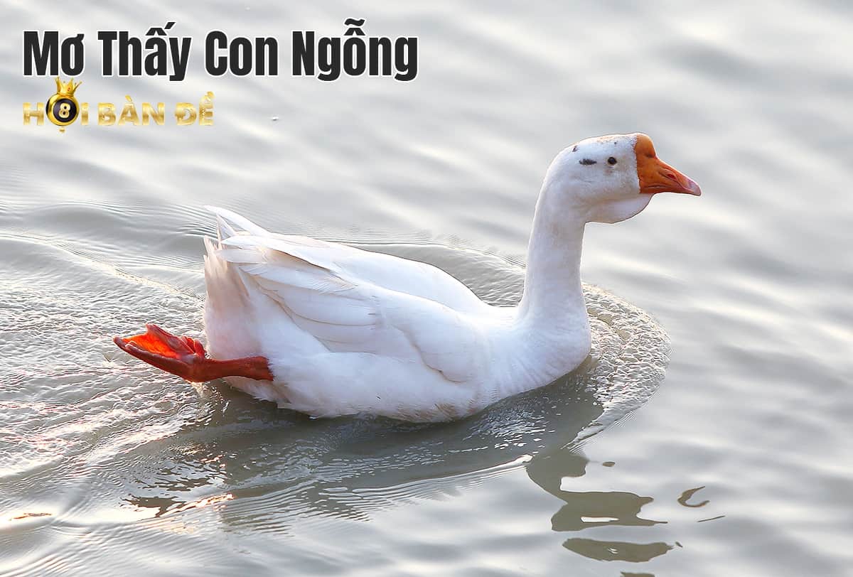 Mơ thấy nhà nên đánh con gì chuẩn xác