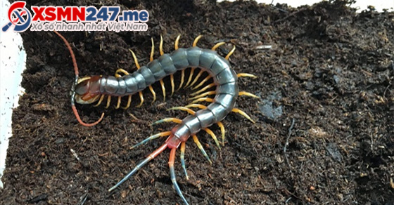 Nằm mơ thấy con rết nên đánh đề số mấy