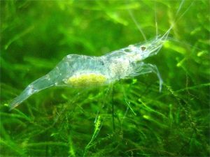 Mơ thấy tôm nên đánh đề con số nào