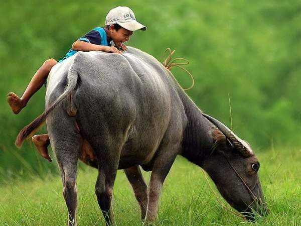 Trâu đuổi trong giấc mơ đánh đề con gì