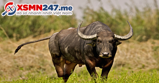 Mơ thấy 2 con trăn nên đánh số gì