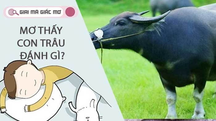 Trâu trong mơ đánh đề số mấy chuẩn nhất