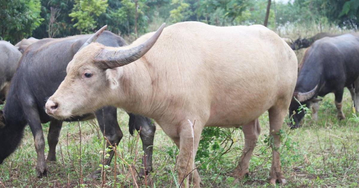 Con trâu xuất hiện trong giấc mơ ban đêm