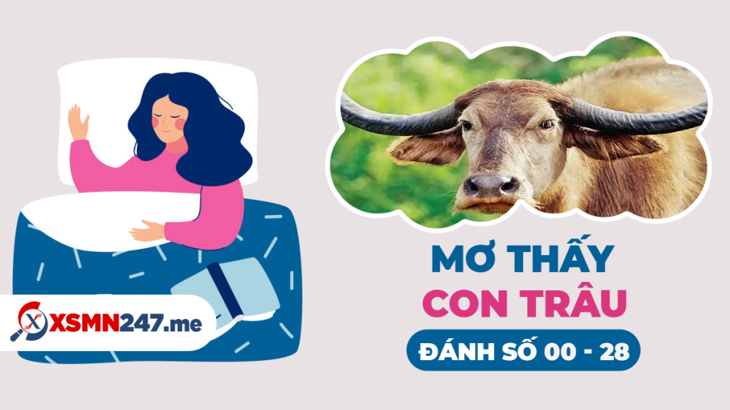 Mơ thấy con trâu nên đánh số đề gì
