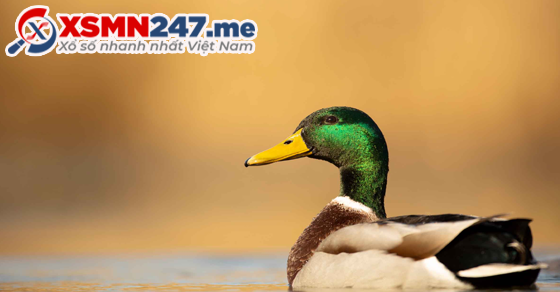 Làm thịt vịt đánh đề con gì chuẩn xác