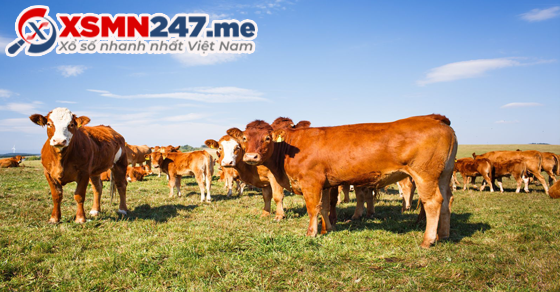 đàn bò trong giấc mơ đánh đề số mấy