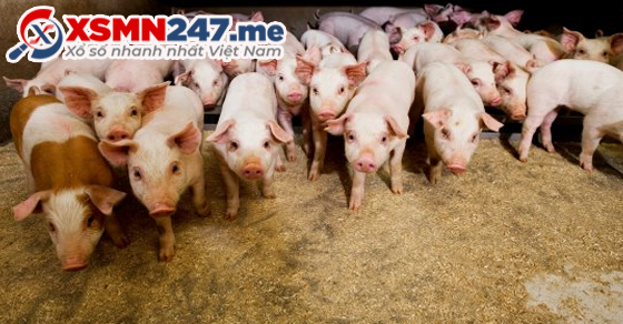 Heo xuất hiện trong giấc mơ và con số may mắn