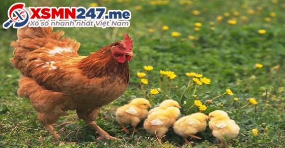 Gà xuất hiện trong giấc mơ đánh đề số gì