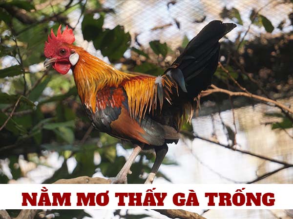 Gà xuất hiện trong giấc mơ ban đêm