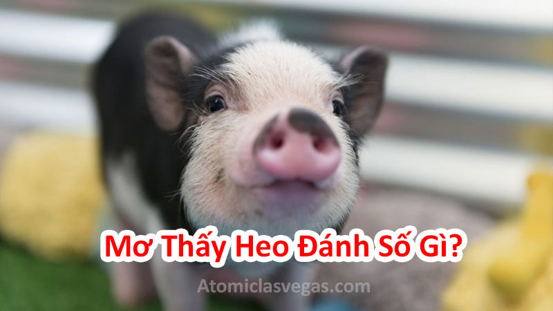 Heo trong giấc mơ và các con số may mắn