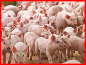 Lúa đầy sân giải mã giấc mơ và con số may mắn