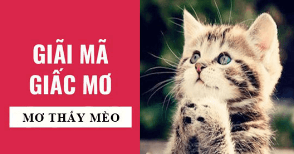 Mơ thấy mèo trắng đánh đề số gì chuẩn nhất