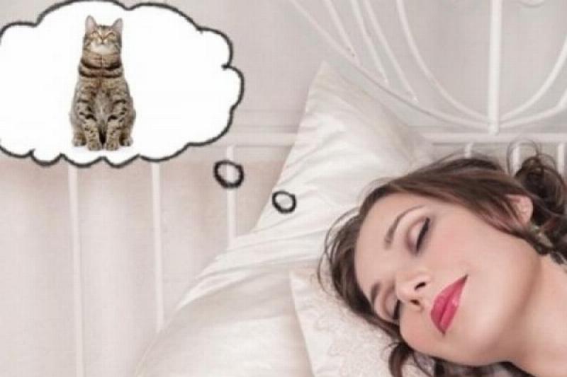 Mèo xuất hiện trong giấc mơ đánh đề số mấy