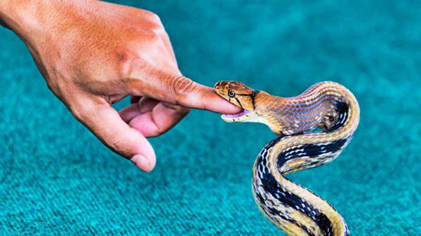 Rắn cắn vào tay khi ngủ nên đánh số gì