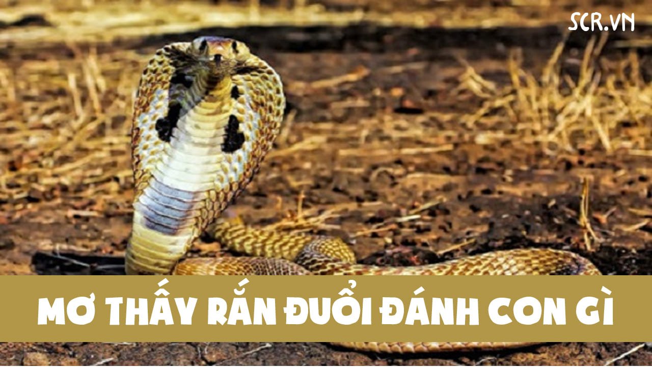 Nằm mơ bị rượt đuổi đánh đề số gì