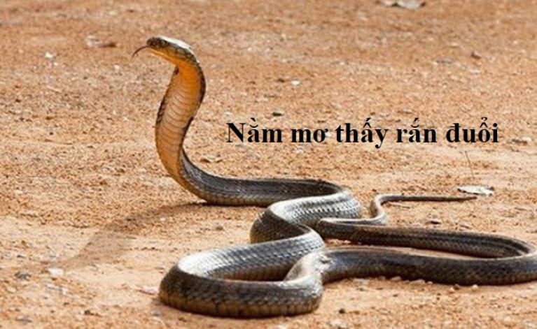 Rắn cắn người khác đánh đề số mấy