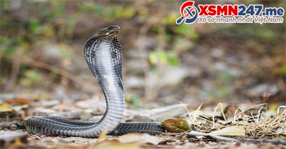 Mơ thấy hai con rắn hổ mang đánh đề số gì