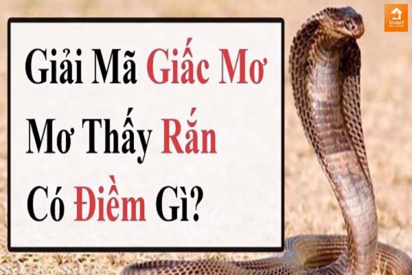 Rắn hổ mang xuất hiện trong giấc mơ đánh đề số gì