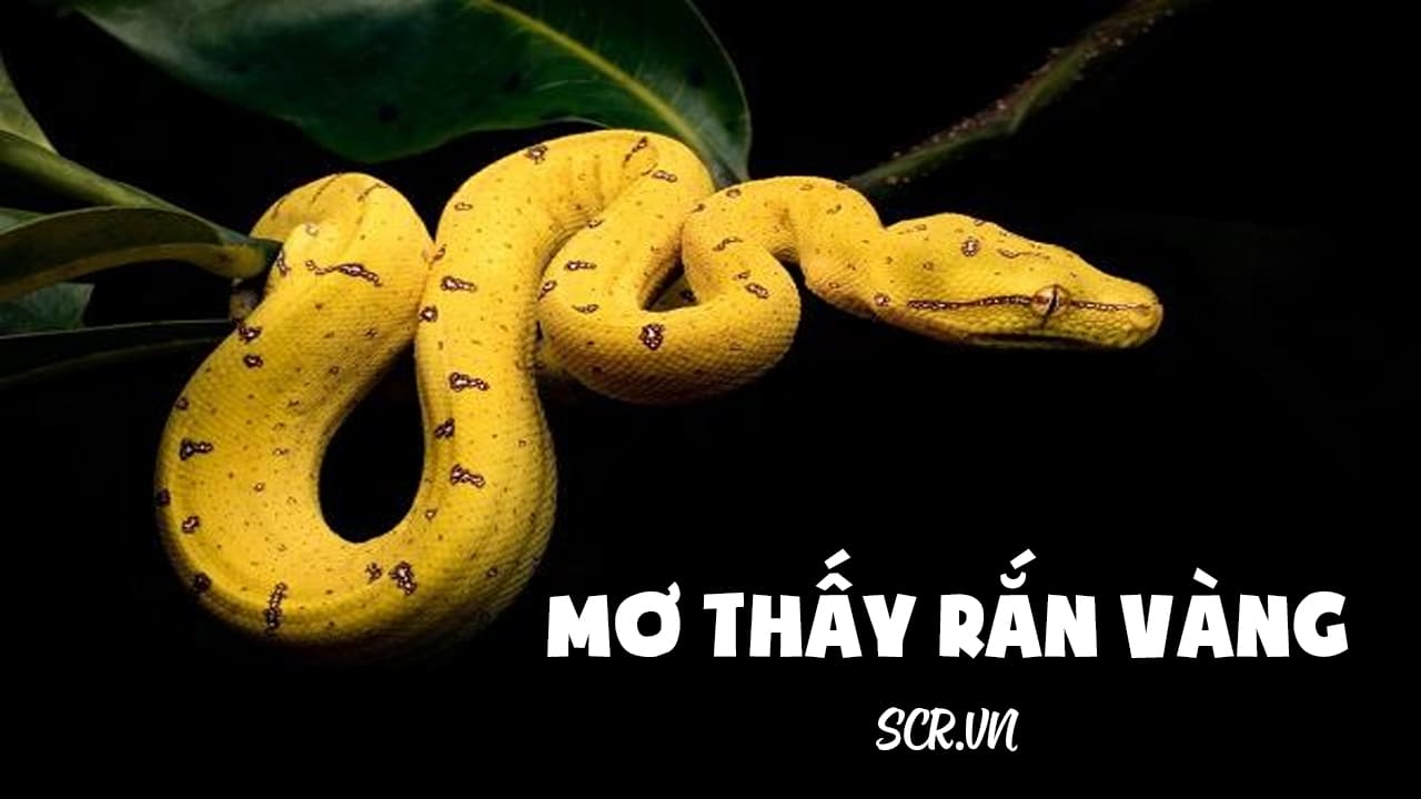 Rắn đen xuất hiện trong giấc mơ đánh đề số mấy