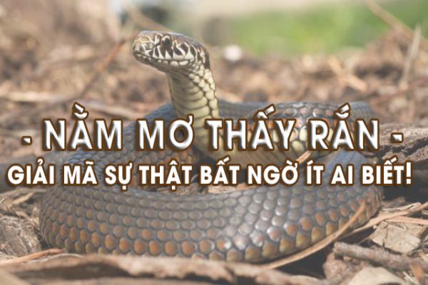 Người nằm mơ thấy bị rắn cắn trong giấc mơ