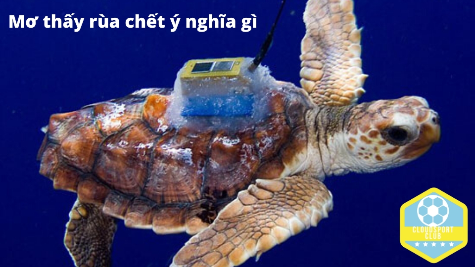 Rùa xuất hiện trong giấc mơ đánh đề số mấy