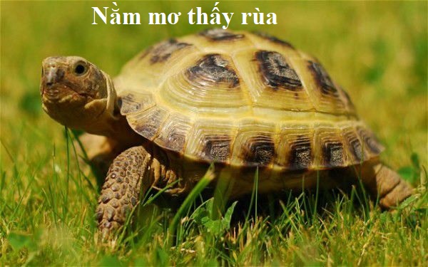 Rùa xuất hiện trong giấc mơ đánh đề số mấy
