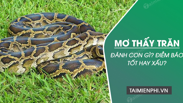 Con trăn xuất hiện trong giấc mơ ban đêm